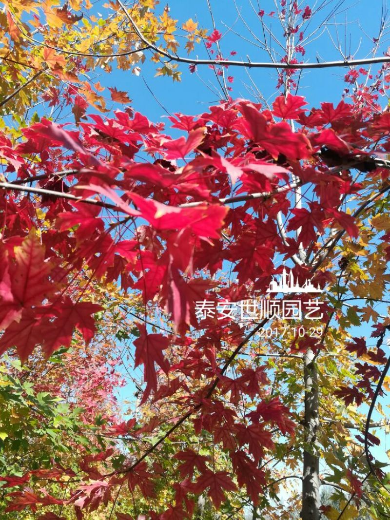 美国红枫10cm以下，诚信为本。