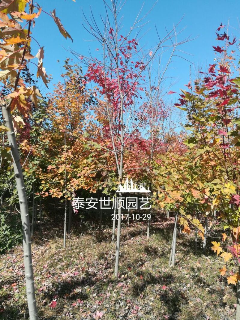 美国红枫10cm以下，诚信为本。