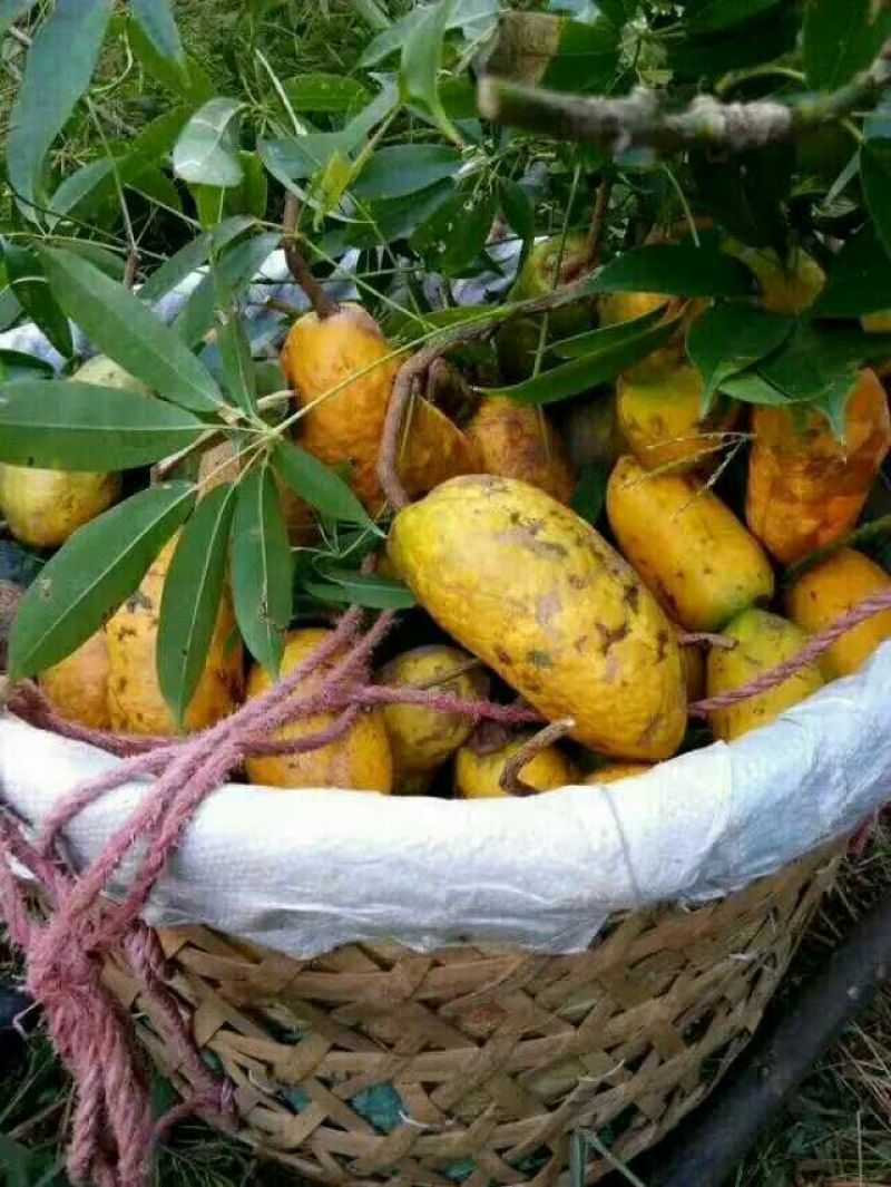 八月瓜苗