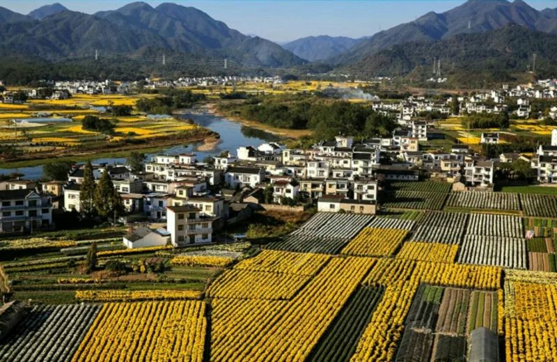金丝皇菊茶特级