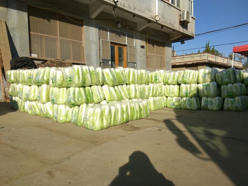 山东大白菜，北京三号大白菜供应酸菜厂，加工厂等品质保证
