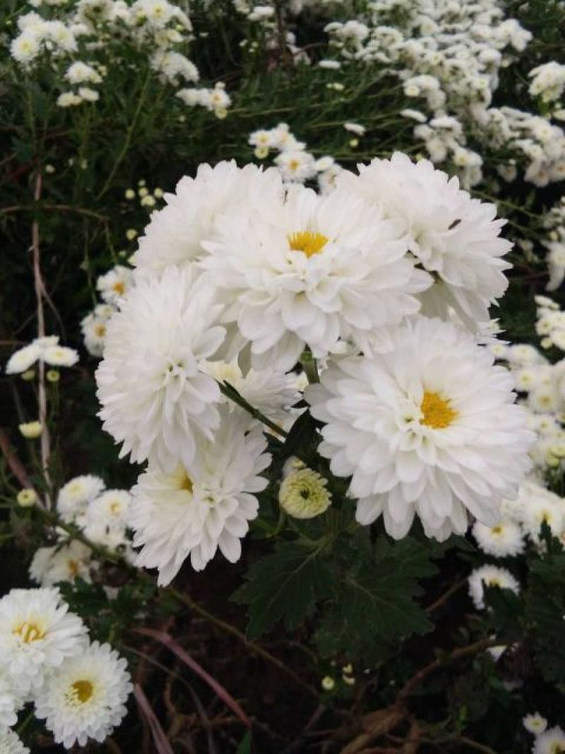 药用菊花散装