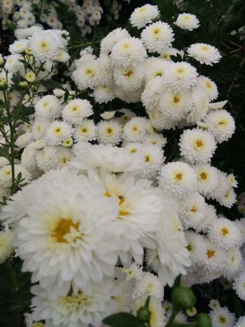 药用菊花散装