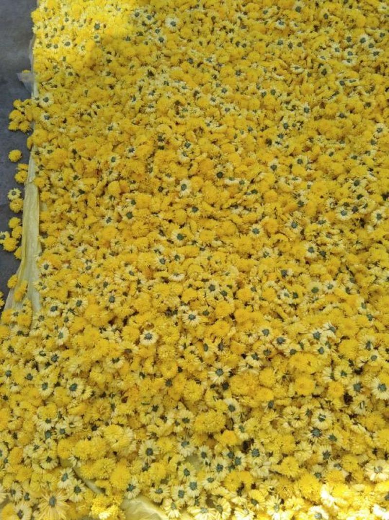 药用菊花散装