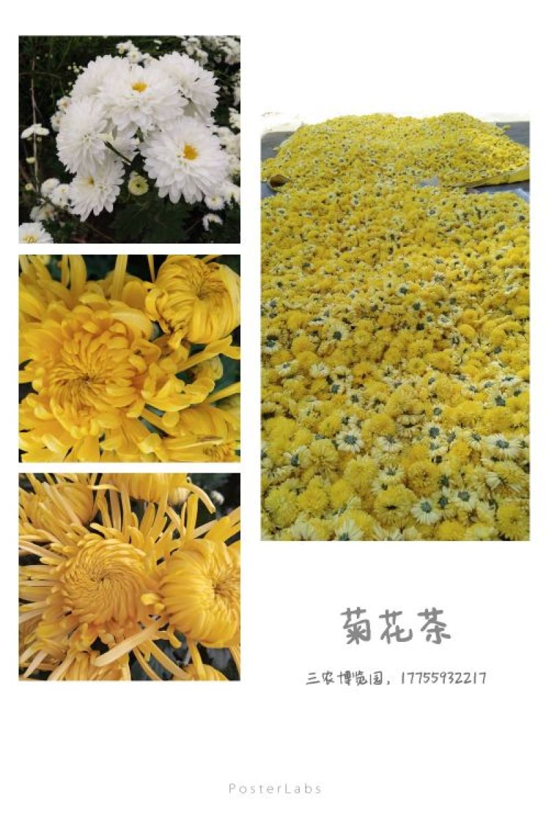 药用菊花散装