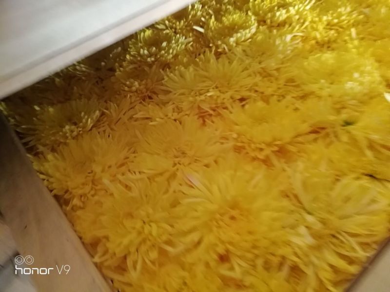 药用菊花散装