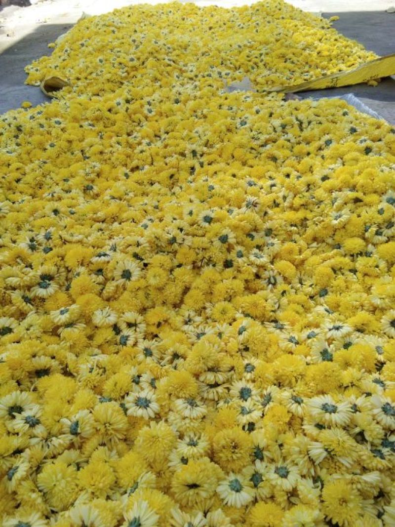 药用菊花散装
