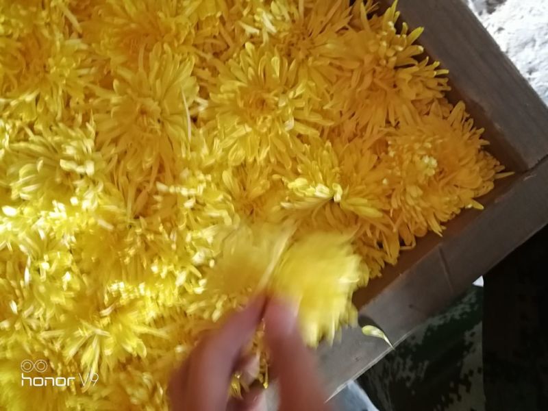 药用菊花散装