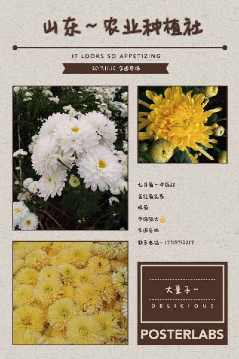 药用菊花散装