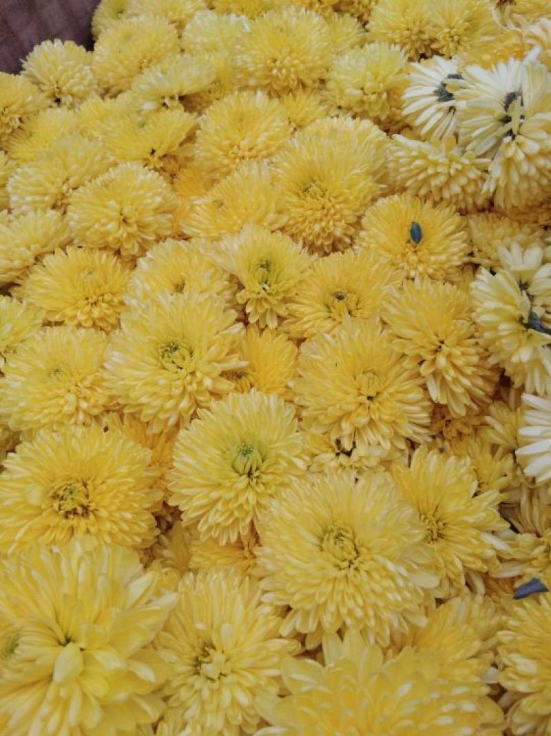 药用菊花散装