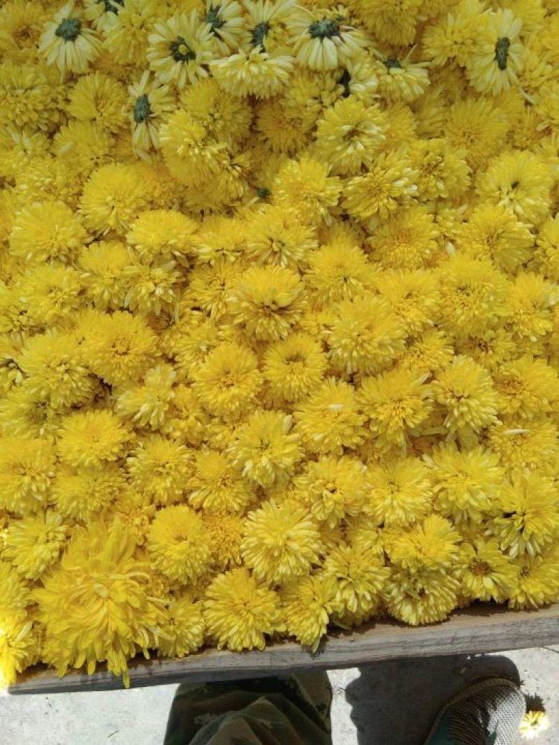 药用菊花散装