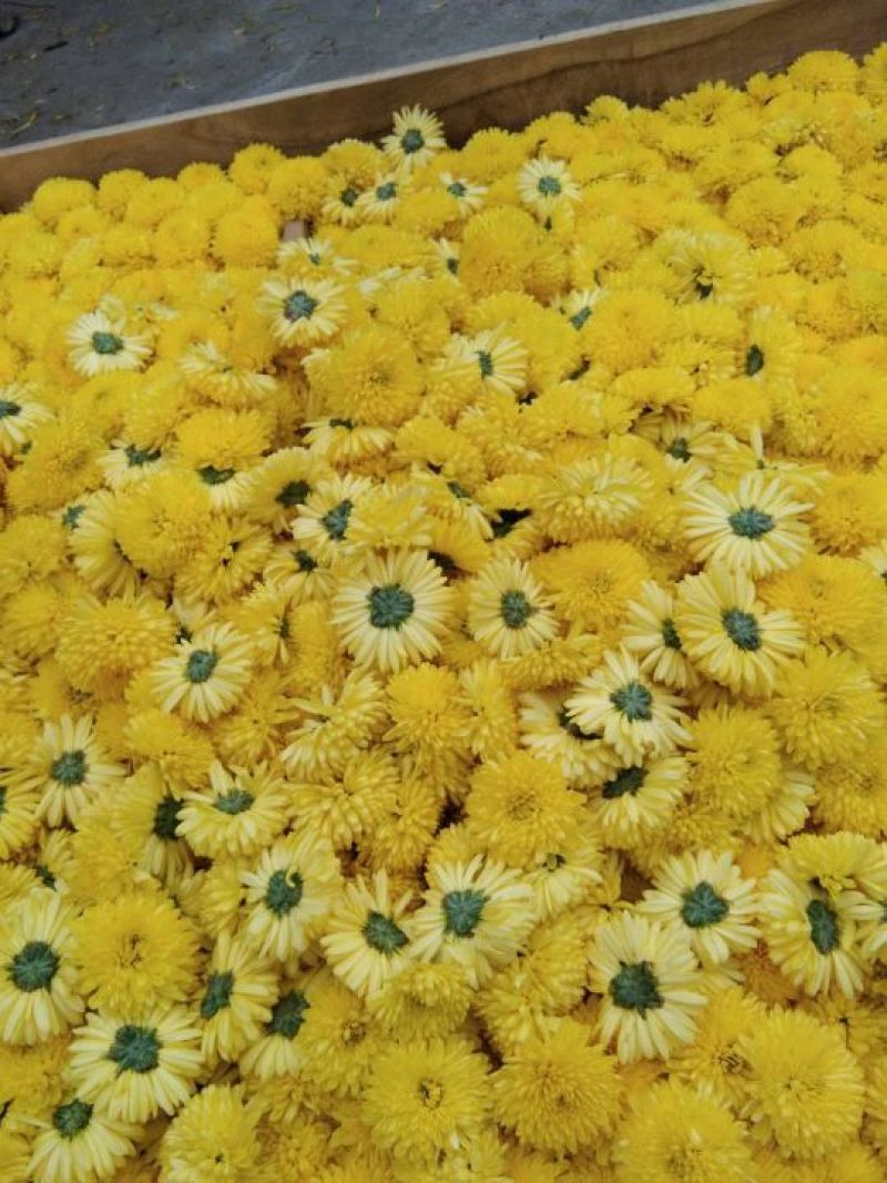药用菊花散装