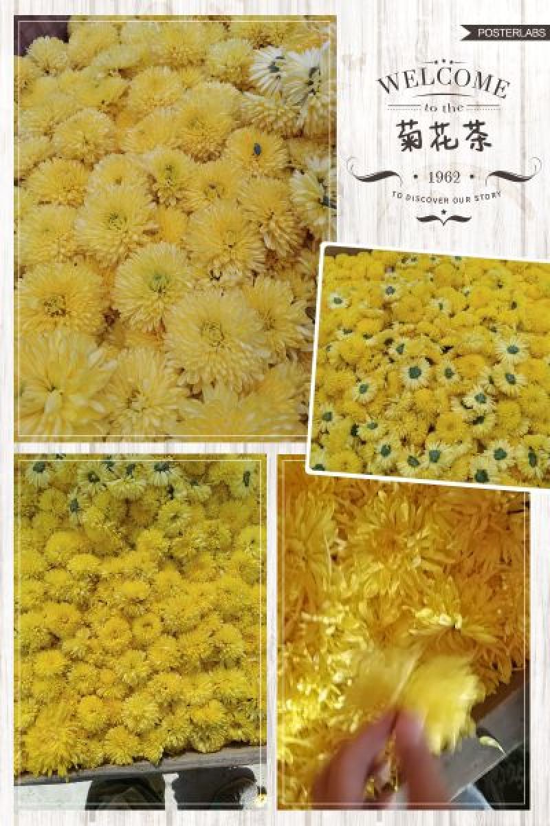 药用菊花散装