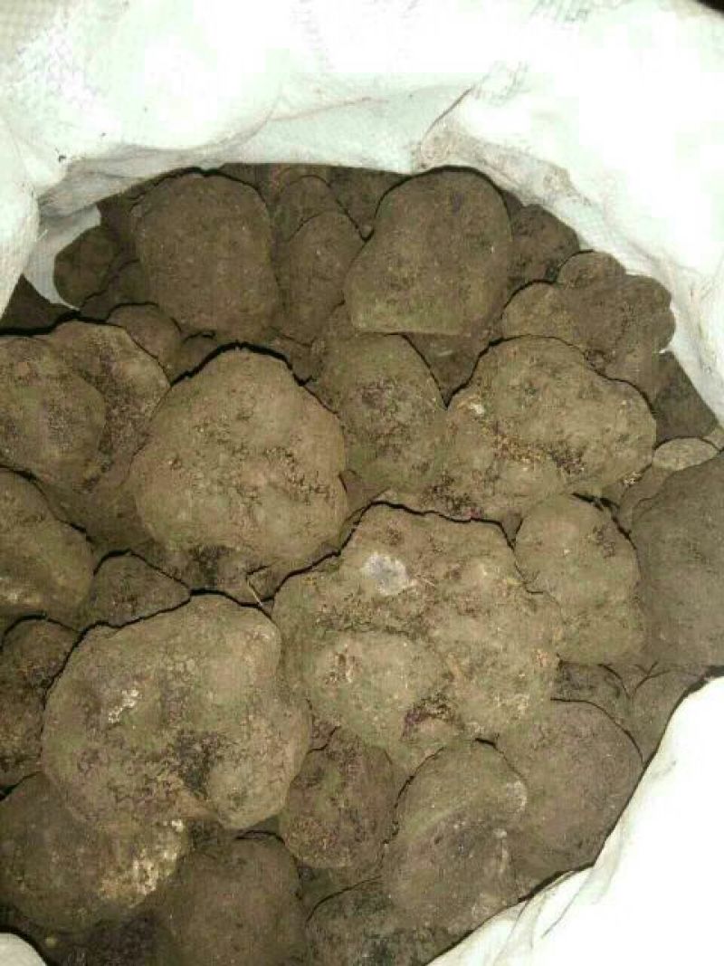 块菌