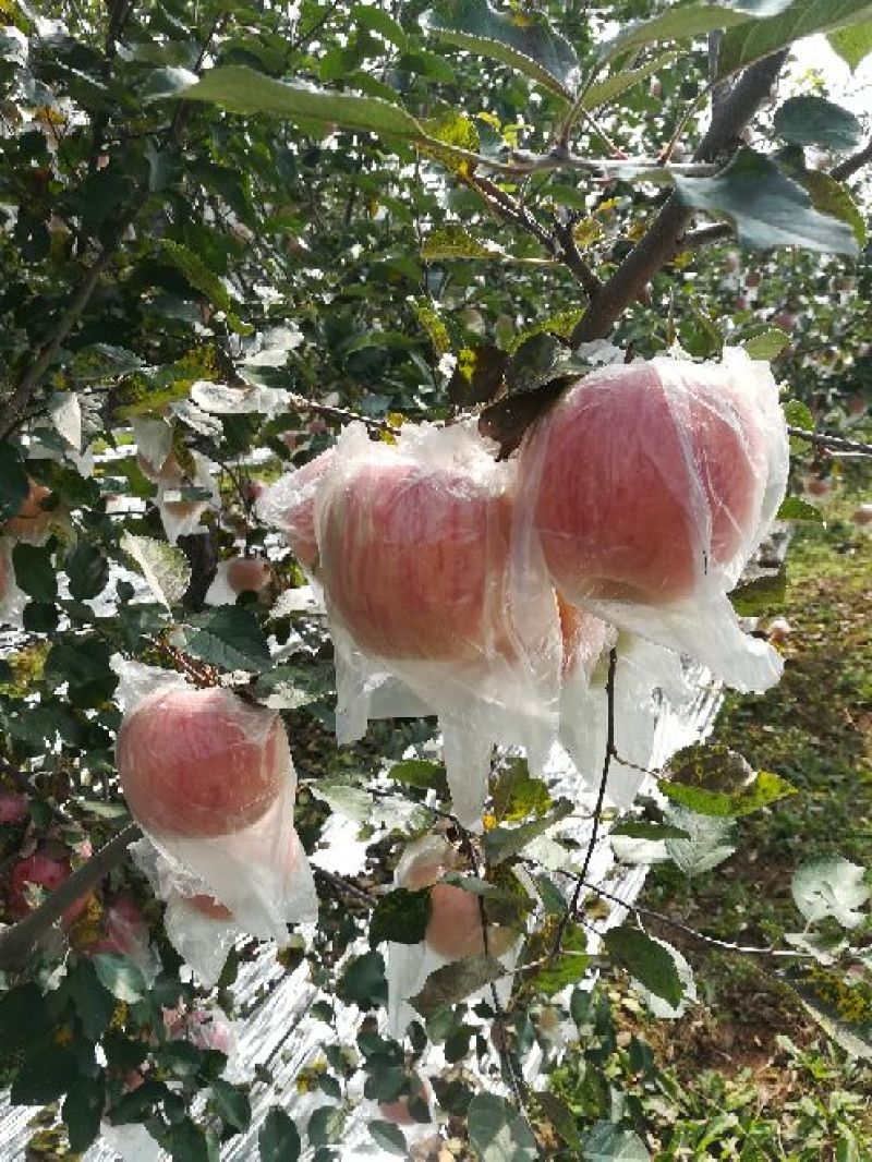 高原红苹果60mm以上纸+膜袋