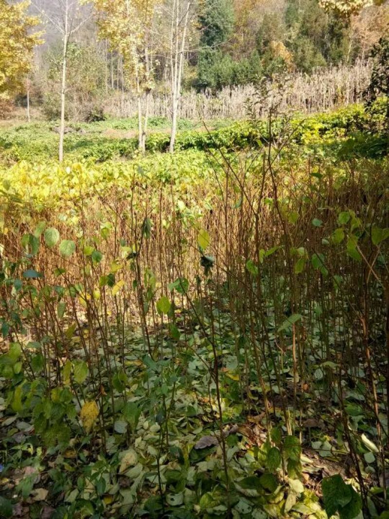 拐枣树苗80~110cm