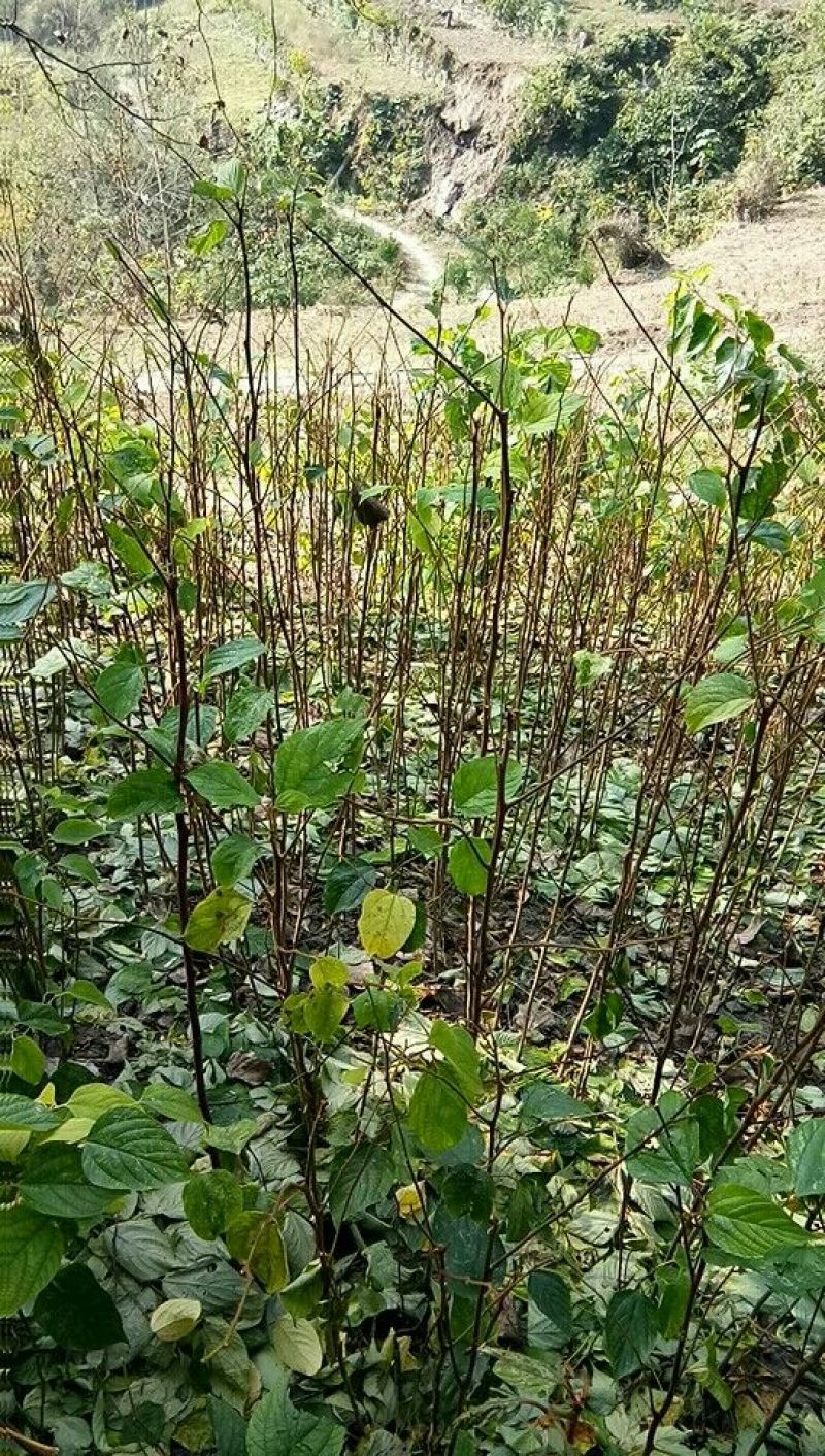 拐枣树苗80~110cm