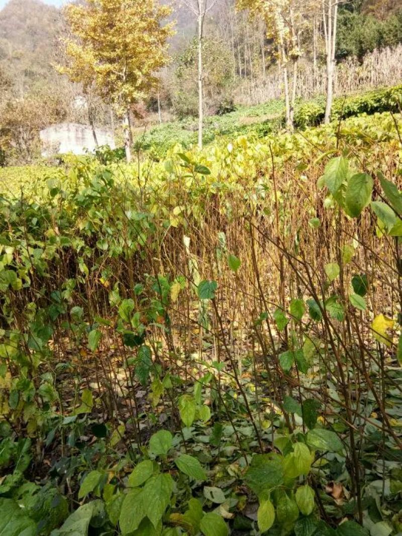 拐枣树苗80~110cm