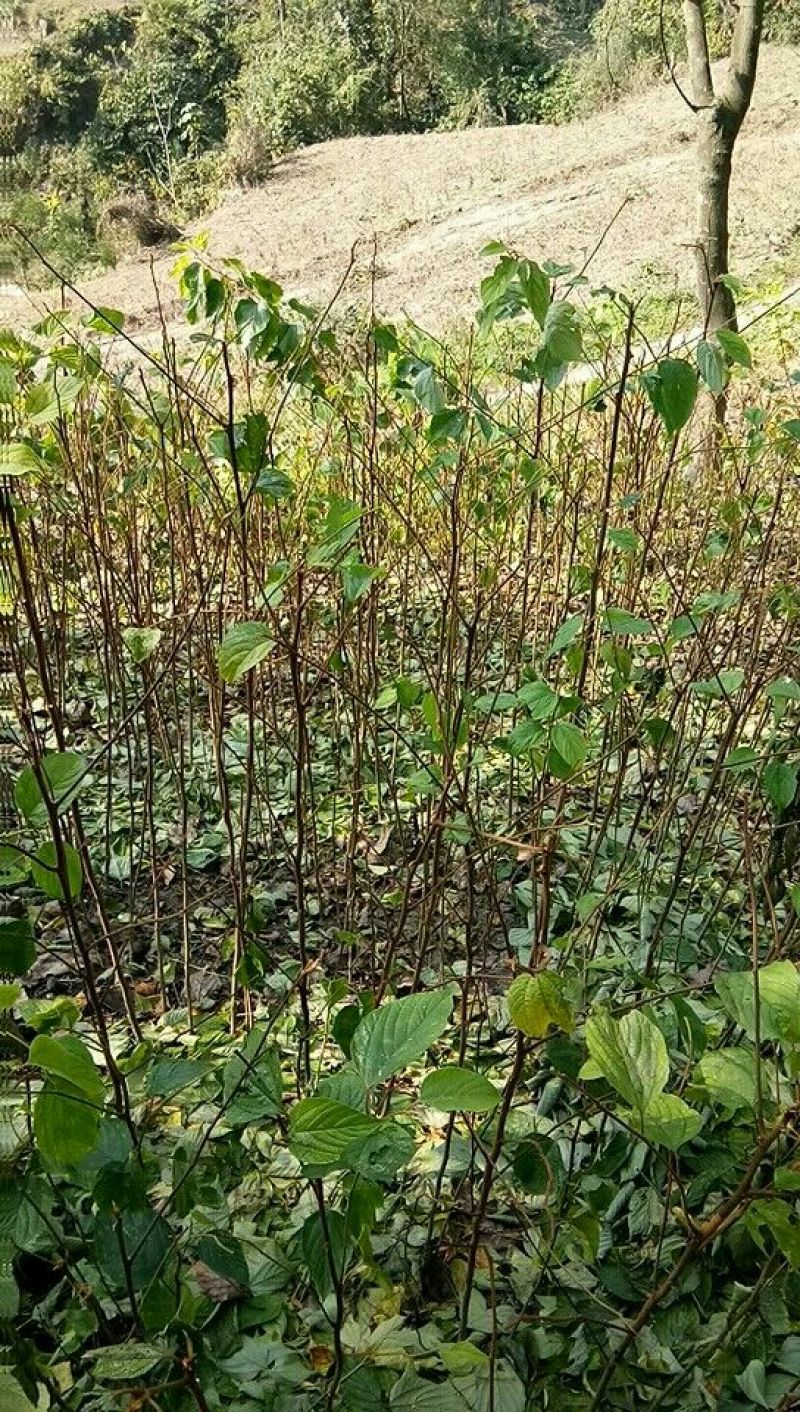 拐枣树苗80~110cm