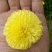 菊花茶特级
