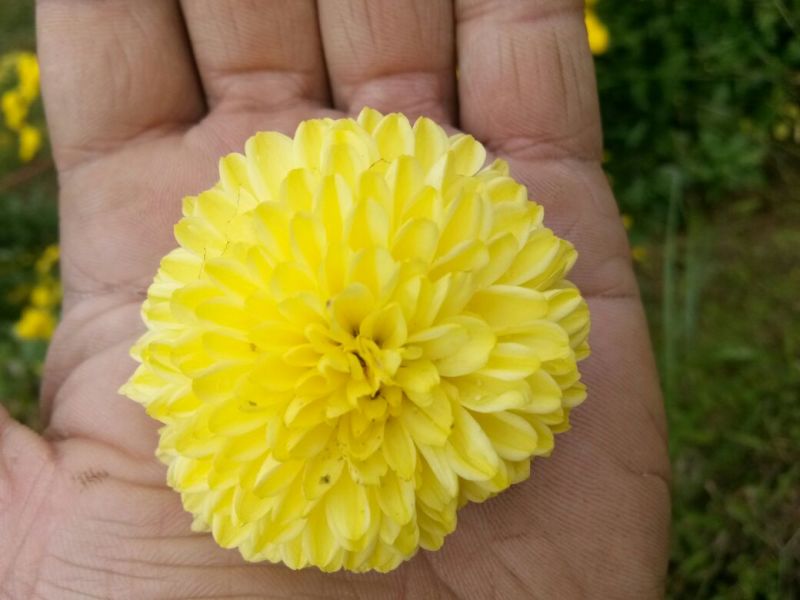 菊花茶特级