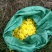 菊花茶特级