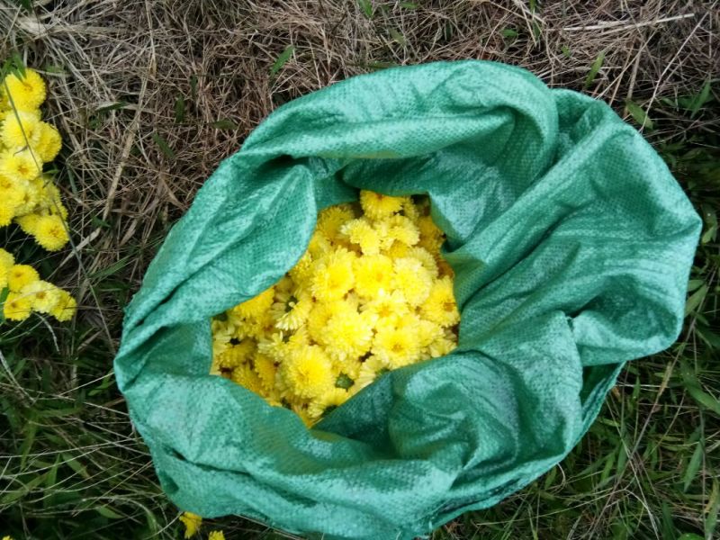 菊花茶特级