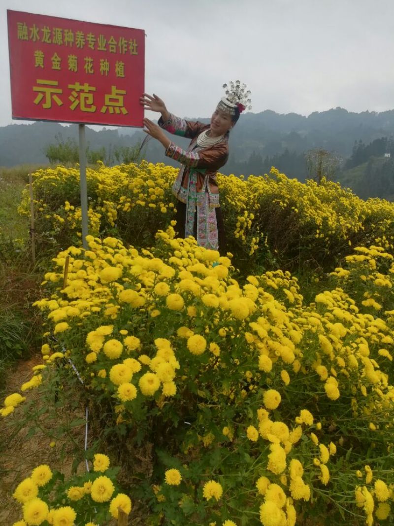 菊花茶特级
