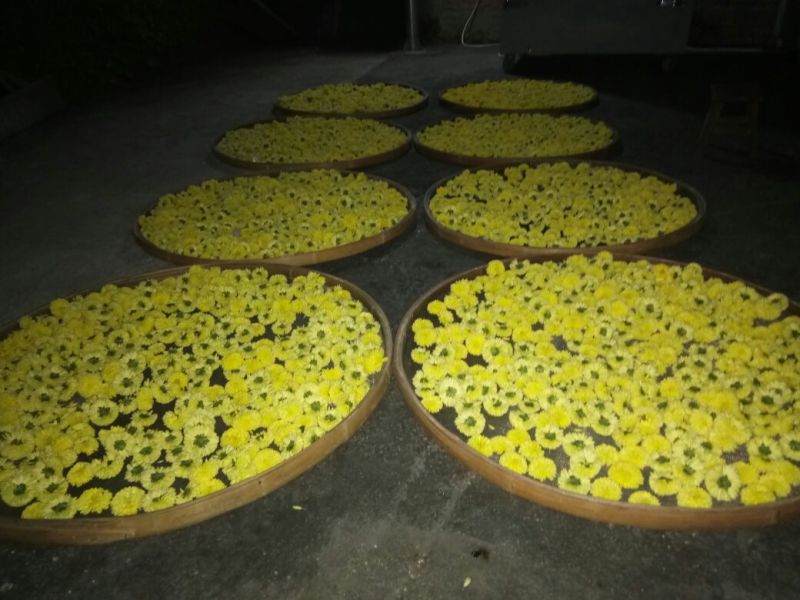 菊花茶特级
