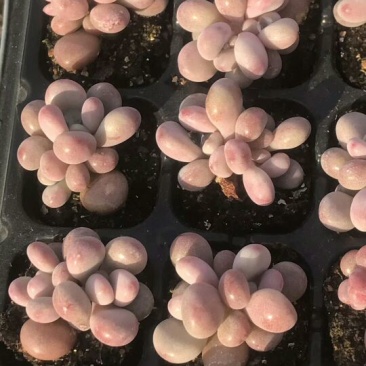 多肉植物控型亚美超粉丸叶桃蛋