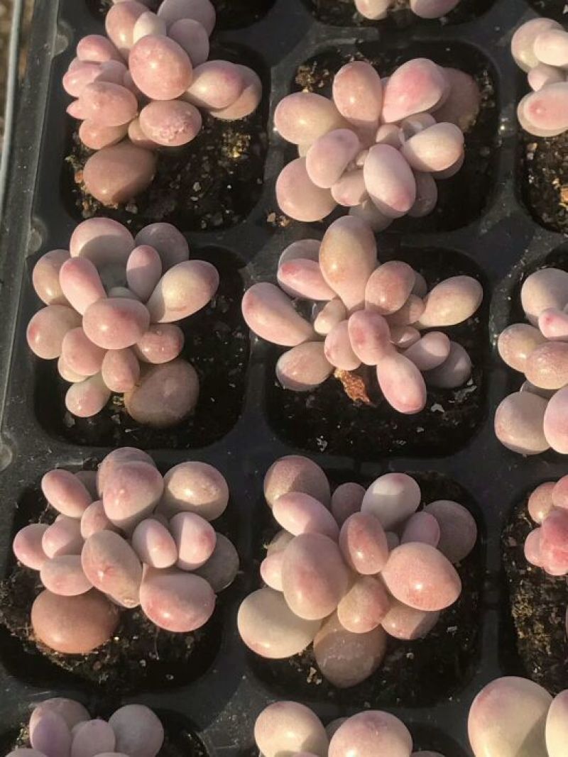 多肉植物控型亚美超粉丸叶桃蛋
