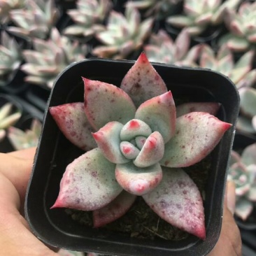 多肉植物穴盘绿帆