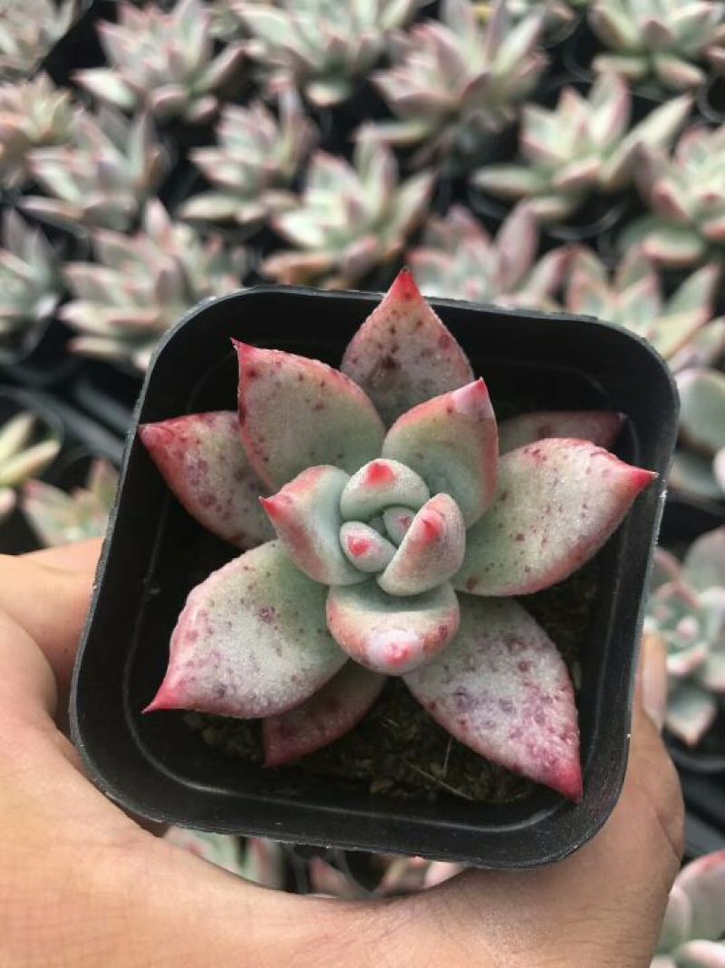 多肉植物穴盘绿帆