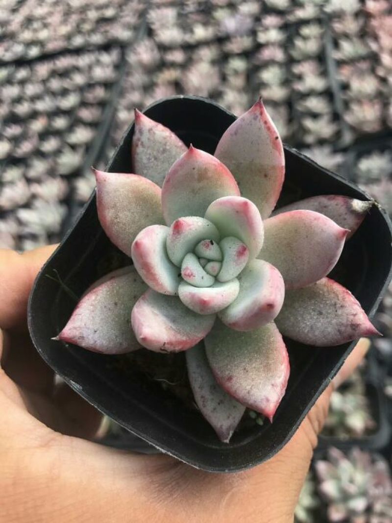 多肉植物穴盘绿帆