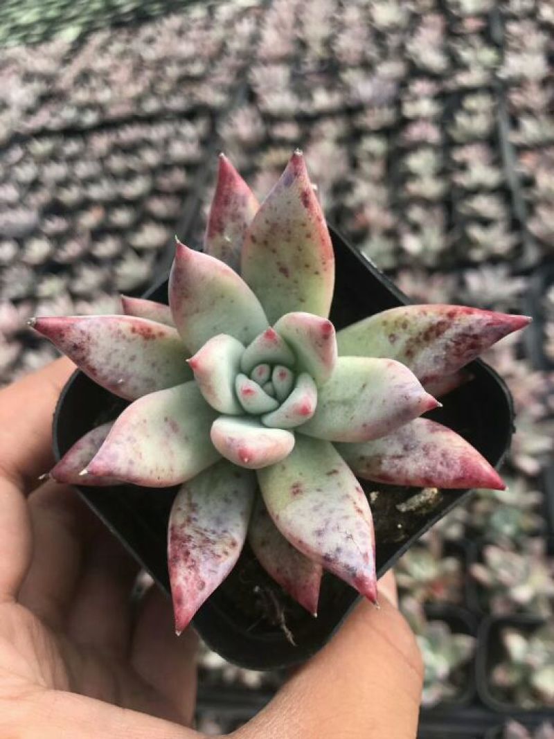 多肉植物穴盘绿帆