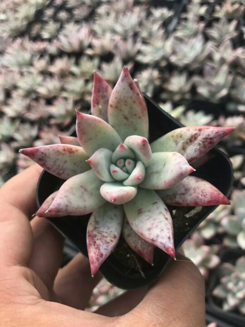 多肉植物穴盘绿帆
