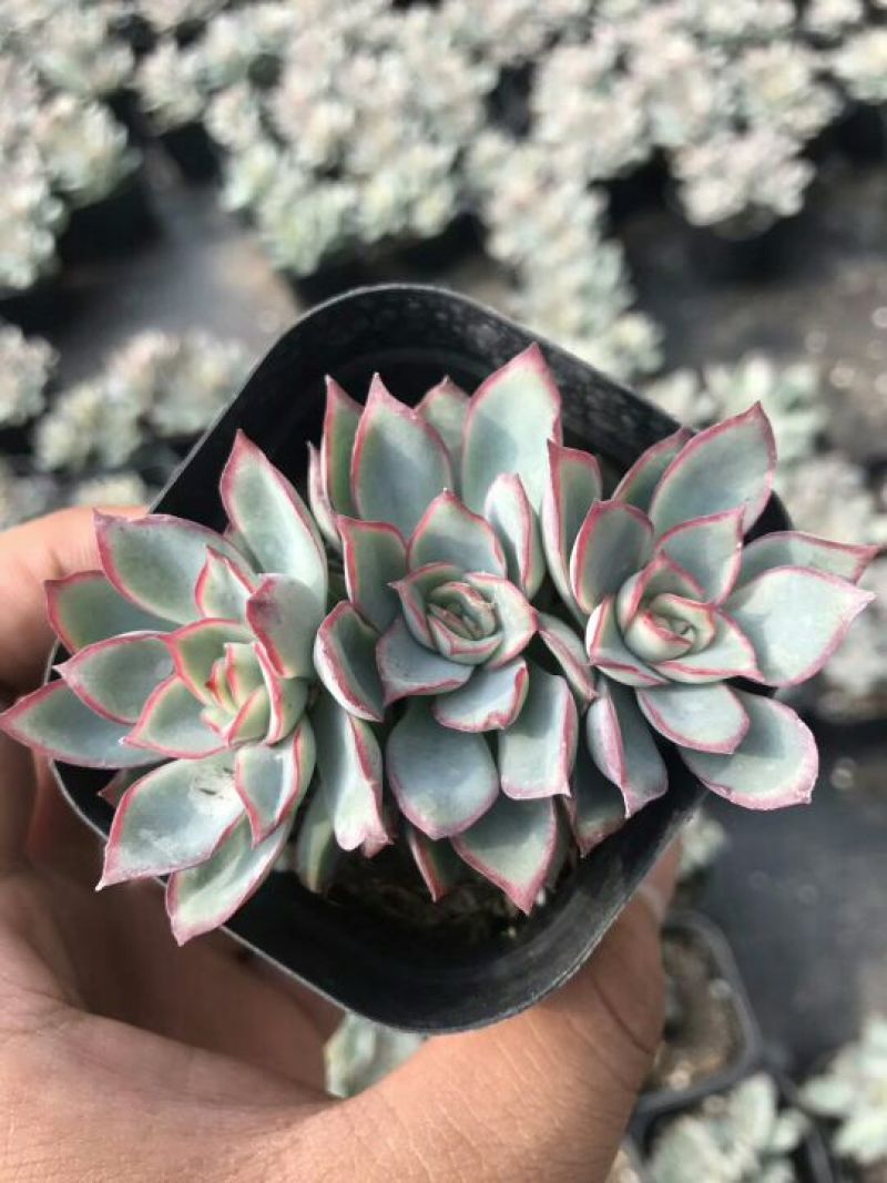 多肉植物月光女神群