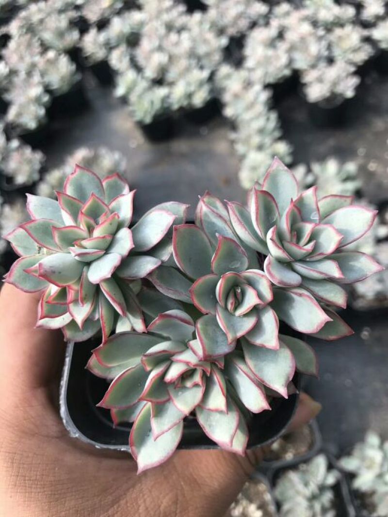 多肉植物月光女神群