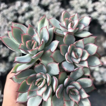 多肉植物月光女神群
