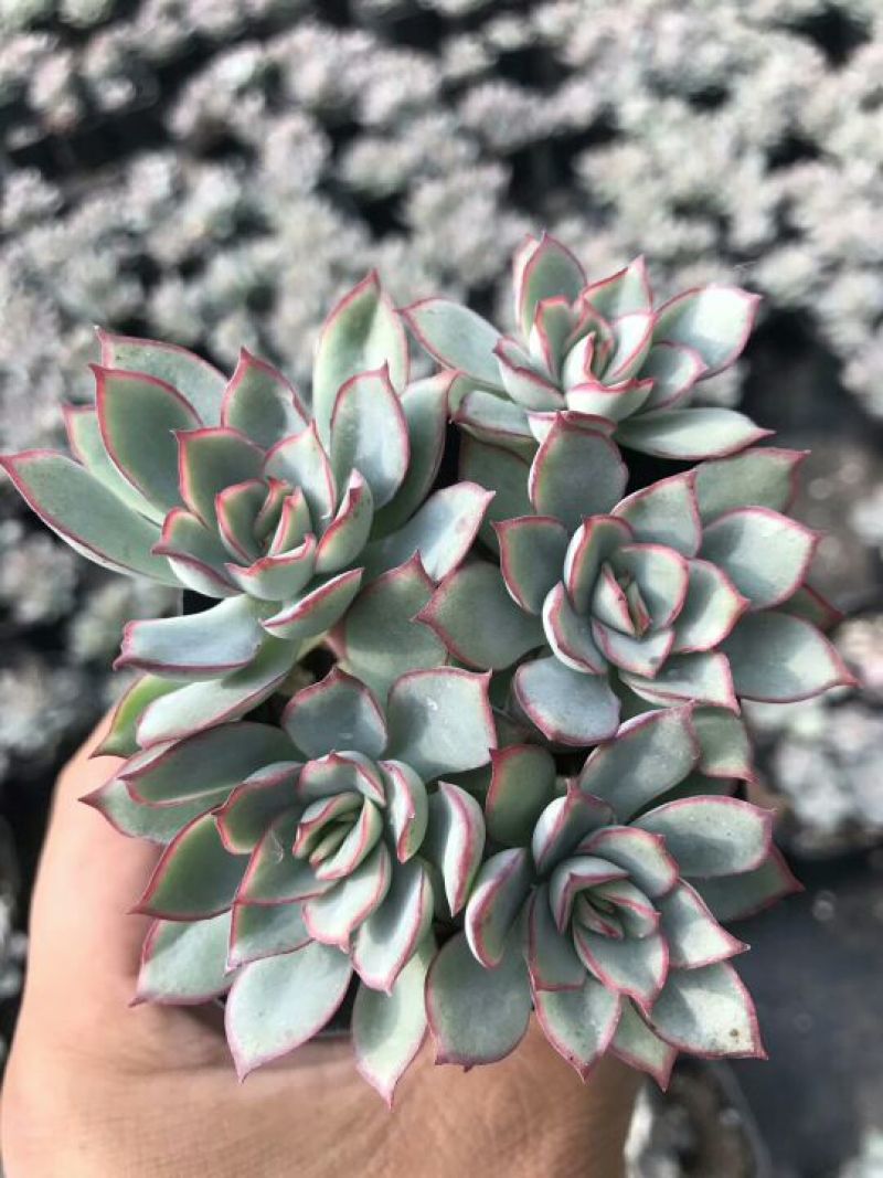 多肉植物月光女神群