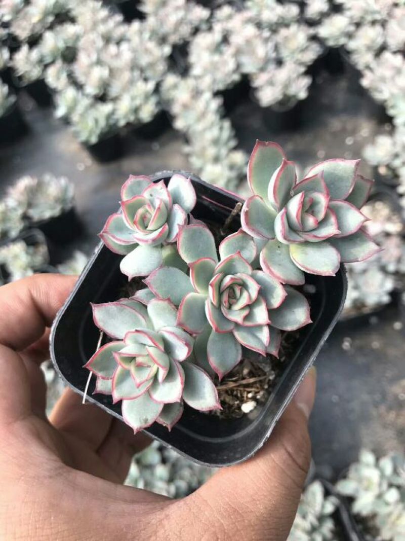 多肉植物月光女神群