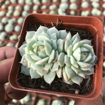 多肉植物不含盆
