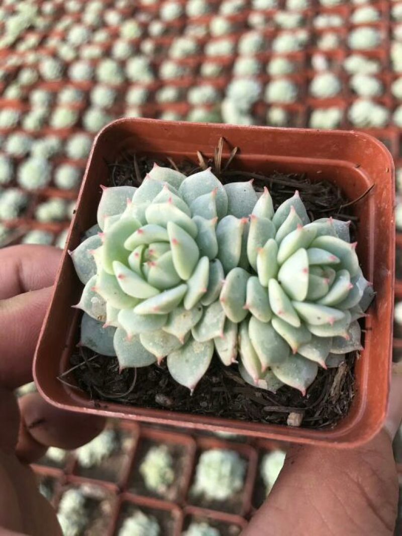 多肉植物不含盆