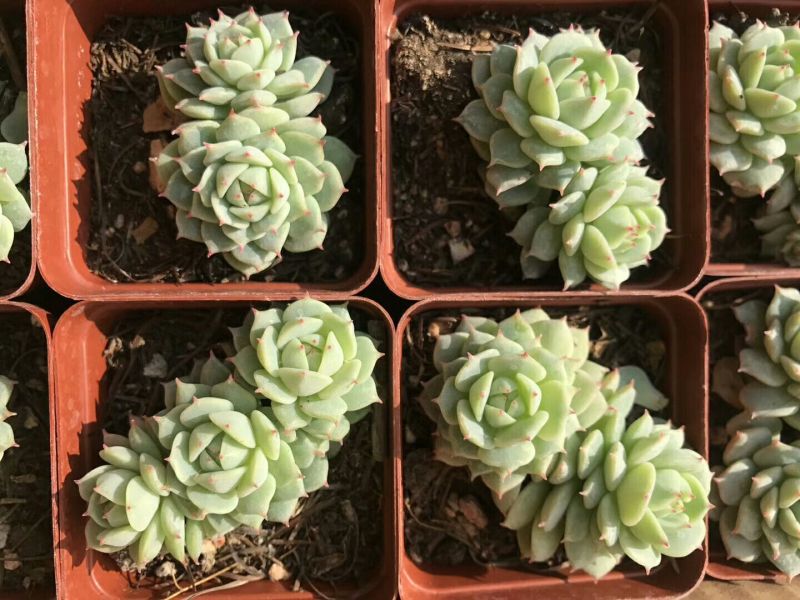 多肉植物不含盆