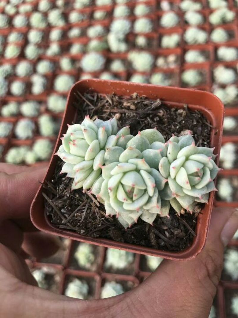 多肉植物不含盆