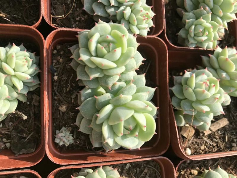 多肉植物不含盆