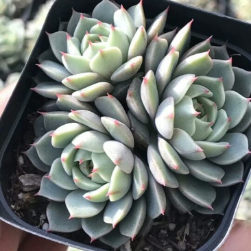 多肉植物不含盆