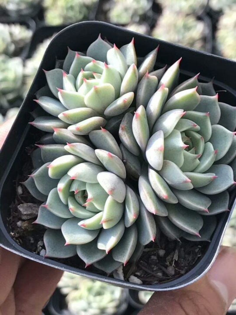 多肉植物不含盆