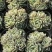 多肉植物不含盆