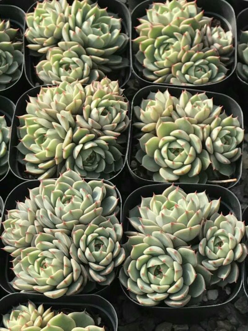 多肉植物不含盆